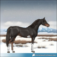 Horse Color:Liver Chestnut Tobiano 