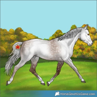 Horse Color:Gray Silver Black Pearl 