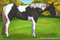 Horse Color:Liver Chestnut Tobiano 