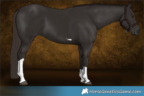 Horse Color:Liver Chestnut Tobiano
