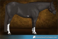 Horse Color:Liver Chestnut Tobiano 