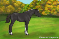 Horse Color:Liver Chestnut Tobiano 