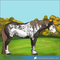 Horse Color:Liver Chestnut Frame  and Liver Chestnut Frame 