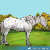 Horse Color:Grullo Appaloosa