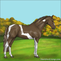 Horse Color:Chocolate Palomino Tobiano 
