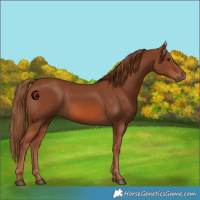 Horse Color:Chestnut 