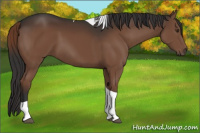 Horse Color:Liver Chestnut Tobiano