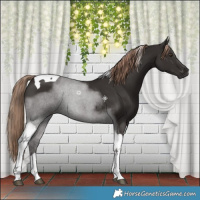 Horse Color:Liver Chestnut Tobiano 