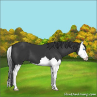 Horse Color:Black Splash 