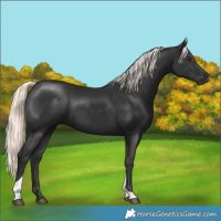 Horse Color:Liver Chestnut Mushroom Tobiano 
