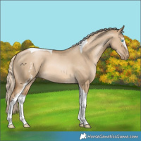 Horse Color:White Spotted Chocolate Palomino Pearl Dun Tobiano 
