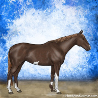 Horse Color:Liver Chestnut Rabicano 