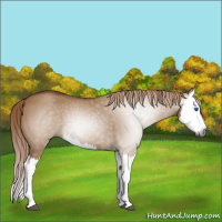 Horse Color:Gray Red Dun Splash