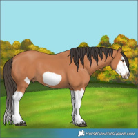 Horse Color:Bay Splash Frame