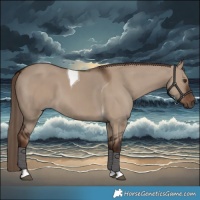 Horse Color:Liver Red Dun Tobiano