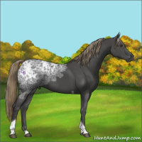 Horse Color:Liver Chestnut Ice Tobiano