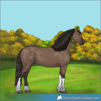 Horse Color:Liver Red Dun Tobiano 