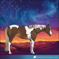 Horse Color:Chocolate Palomino Tobiano 