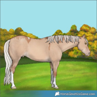 Horse Color:Silver Amber Champagne Dun Tobiano 