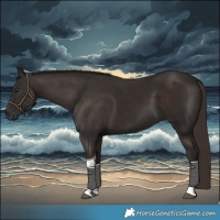 Horse Color:Liver Chestnut Tobiano