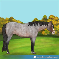 Horse Color:Brown Roan Splash 
