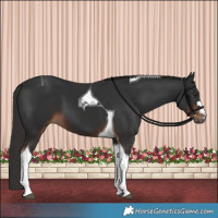 Horse Color:Liver Chestnut Tobiano
