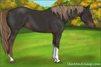 Horse Color:Liver Chestnut Tobiano 