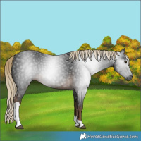 Horse Color:Gray Chocolate Palomino Tobiano 