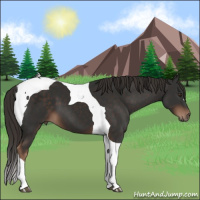 Horse Color:Liver Chestnut Tobiano 