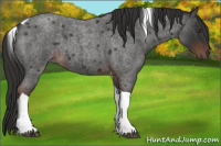 Horse Color:Liver Red Roan Tobiano 