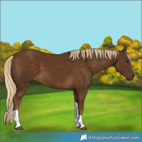 Horse Color:Chocolate Palomino Tobiano 