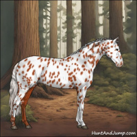 Horse Color:Silver Bay Appaloosa