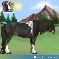 Horse Color:Liver Chestnut Tobiano 