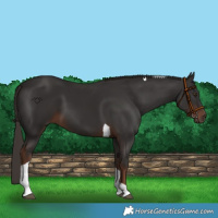 Horse Color:Liver Chestnut Tobiano