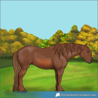 Horse Color:Chestnut 
