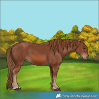 Horse Color:Chestnut 