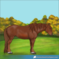 Horse Color:Chestnut 