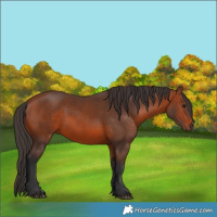 Horse Color:Bay 
