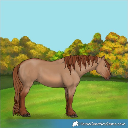 Horse Color:Red Dun 