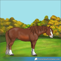 Horse Color:Chestnut Splash 