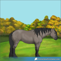 Horse Color:Grullo 