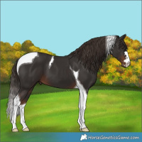 Horse Color:Liver Chestnut Tobiano 