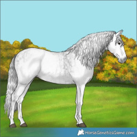 Horse Color:Gray White Spotted Black  and Gray White Spotted Black 