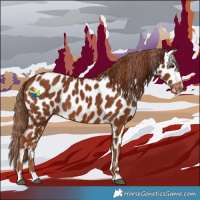Horse Color:Chestnut Appaloosa 