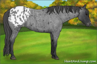 Horse Color:Blue Roan Appaloosa