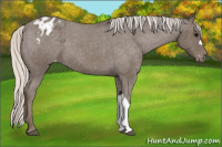 Horse Color:Silver Blue Roan Appaloosa 