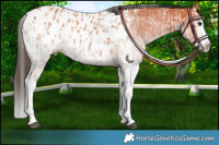 Horse Color:White Spotted Bay Splash Appaloosa and White Spotted Bay Splash Appaloosa