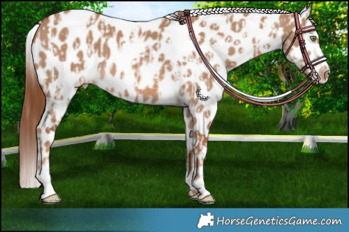Horse Color:Gold Champagne Dun Appaloosa and Red Dun Appaloosa
