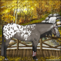 Horse Color:Gray Grullo Near Leopard 