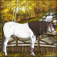 Horse Color:White Spotted Bay Splash Appaloosa  and White Spotted Bay Splash Appaloosa 